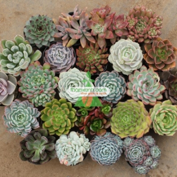 Ảnh của Cây Hoa Sen Đá