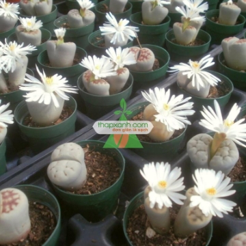 Ảnh của Cây Hoa Sỏi (hoa Thạch Lan)