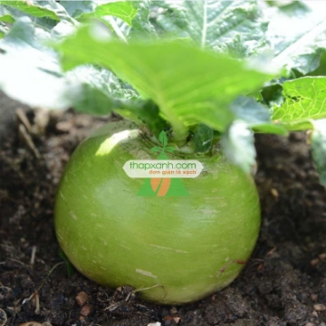 Ảnh của Hạt giống Củ cải tròn xanh