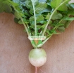 Ảnh của Hạt giống Củ cải tròn xanh