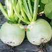 Ảnh của Hạt giống Củ cải tròn xanh