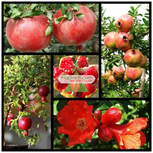 Gambar Hạt giống cây Lựu