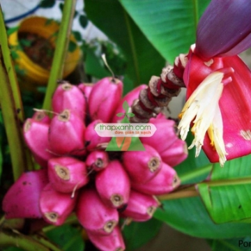Ảnh của Hạt giống Chuối Hồng (Chuối Nhung)