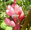 รูปภาพของ Hạt giống Chuối Hồng (Chuối Nhung)