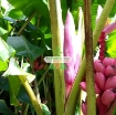 รูปภาพของ Hạt giống Chuối Hồng (Chuối Nhung)