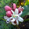 รูปภาพของ Hạt giống Chuối Hồng (Chuối Nhung)