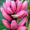 รูปภาพของ Hạt giống Chuối Hồng (Chuối Nhung)