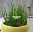 Gambar Hạt giống cỏ cho Mèo