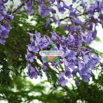 Gambar Hạt giống Hoa Phượng Tím