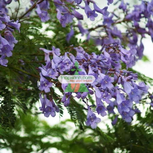 รูปภาพของ Hạt giống Hoa Phượng Tím