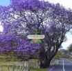 รูปภาพของ Hạt giống Hoa Phượng Tím