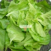 Gambar Hạt giống rau Xà Lách Dún Vàng chịu nhiệt