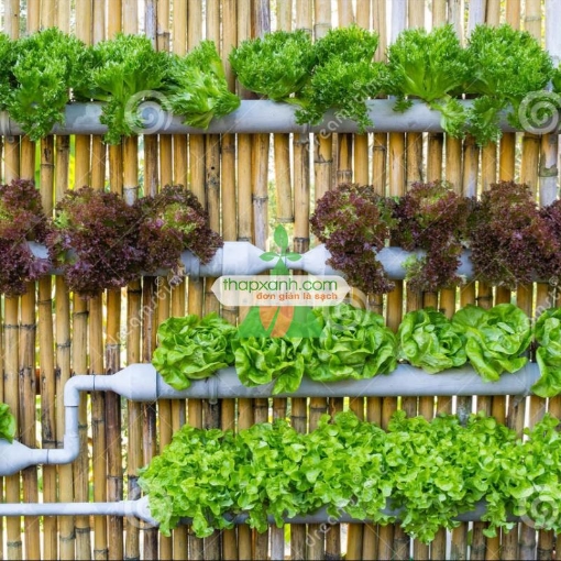 รูปภาพของ Giàn thủy canh Chữ A (ThapxanhTCA-12)