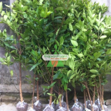 Picture of Cây Lá Vối (Cây Vối)