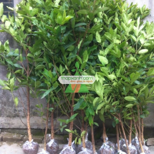 รูปภาพของ Cây Lá Vối (Cây Vối)