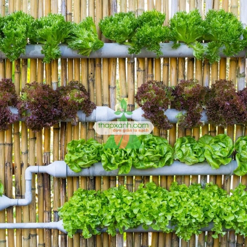 Gambar Lắp đặt hệ thống trồng rau thủy canh tại nhà