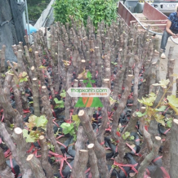 Ảnh của Cây Nho Pháp (Cây nho Ninh Thuận)