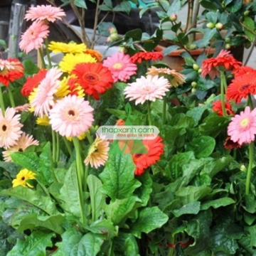 Ảnh của Cây giống Hoa Đồng Tiền