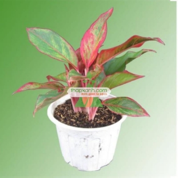 Picture of Cây phú quý