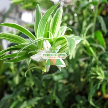 Ảnh của Cỏ lan chi