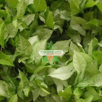 Ảnh của Cây muống nhật