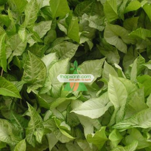 图片 Cây muống nhật