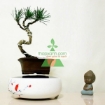 图片 Chậu cây bay (Air bonsai) (sứ, TX_AB002)