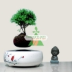 图片 Chậu cây bay (Air bonsai) (sứ, TX_AB002)