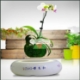 Ảnh của Chậu cây bay (Air bonsai) (sứ, TX_AB003)