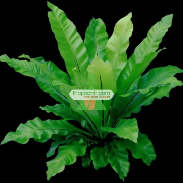 Picture of Cây ổ phụng