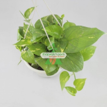 Ảnh của Cây vạn niên thanh