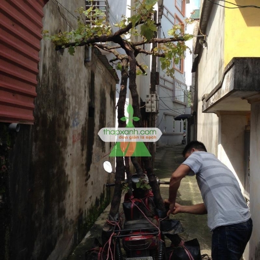 รูปภาพของ Cây Nho Pháp (Nho Ninh Thuận, khổng lồ)