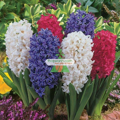 Ảnh của Củ Hoa Tiên Ông, Củ hoa Dạ Lan Hương, Giống hoa Tiên Ông