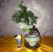 图片 Chậu cây bay (Air bonsai) (sứ, TX_AB010)
