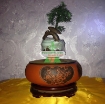 图片 Chậu cây bay (Air bonsai) (sứ, TX_AB010)