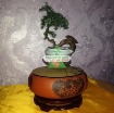 图片 Chậu cây bay (Air bonsai) (sứ, TX_AB010)