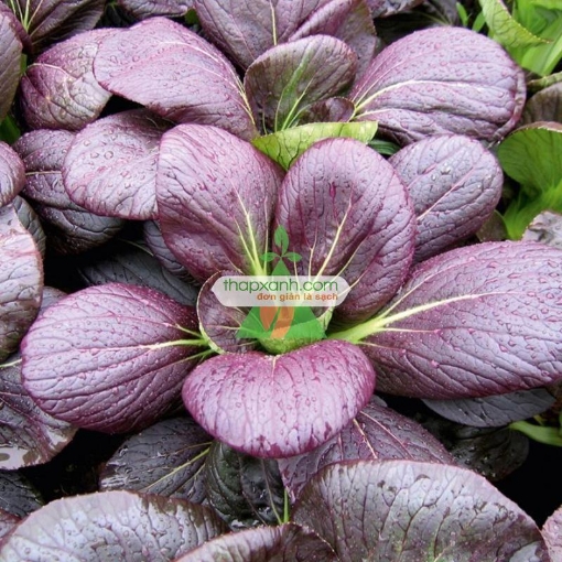 Ảnh của Hạt giống rau Cải Chíp Đỏ