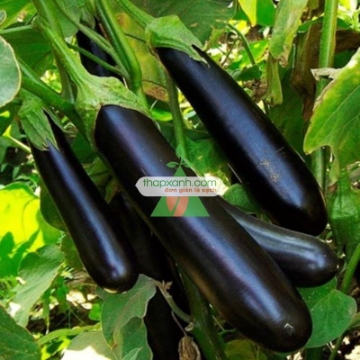 รูปภาพของ Hạt giống Cà Tím Đen Beauty