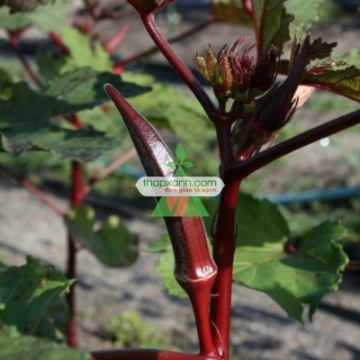 Gambar Hạt giống Đậu Bắp Đỏ (Mướp tây)