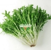 Picture of Hạt giống rau Xà Lách Oak Leaf Xanh (Xà Lách Sồi Xanh)