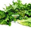 Picture of Hạt giống rau Xà Lách Oak Leaf Xanh (Xà Lách Sồi Xanh)