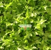 Picture of Hạt giống rau Xà Lách Oak Leaf Xanh (Xà Lách Sồi Xanh)