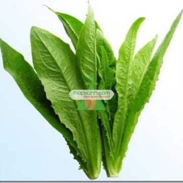รูปภาพของ Hạt giống rau Diếp Nếp Xanh (Diếp Thơm)