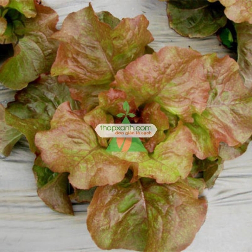 รูปภาพของ Hạt giống rau Xà Lách Đăm Đỏ (Xà Lách cuộn)