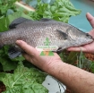 图片 Bộ Aquaponics đơn AQ-TX09