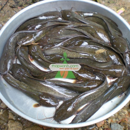 รูปภาพของ Cá trên lai (Cá trê phi)