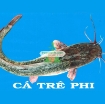 รูปภาพของ Cá trên lai (Cá trê phi)
