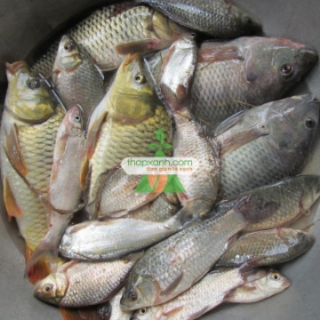 Ảnh của Cá rô phi đơn tính