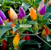 รูปภาพของ  Hạt giống Ớt Ngũ Sắc (TQ )