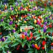 รูปภาพของ  Hạt giống Ớt Ngũ Sắc (TQ )